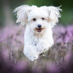 Dogs_Maltese_White_573030_1280x853